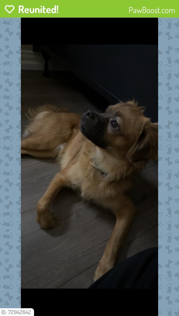 Reunited Male Dog last seen W Mason Street, Green Bay, WI 54304