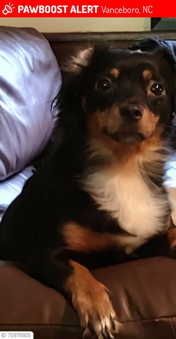 Lost Female Dog last seen Near Streets Ferry Rd Vanceboro Nc , Vanceboro, NC 28586