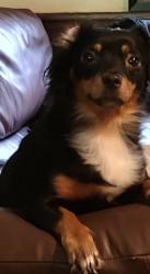 Lost Female Dog last seen Near Streets Ferry Rd Vanceboro Nc , Vanceboro, NC 28586