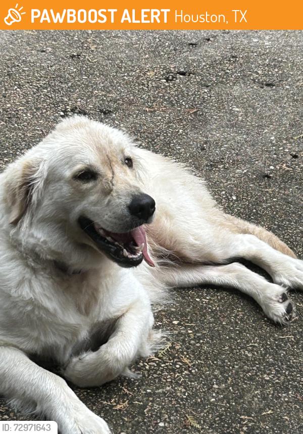 Found/Stray Female Dog last seen Clay and windsong, Houston, TX 77084