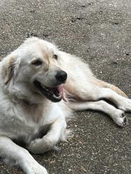 Found/Stray Female Dog last seen Clay and windsong, Houston, TX 77084