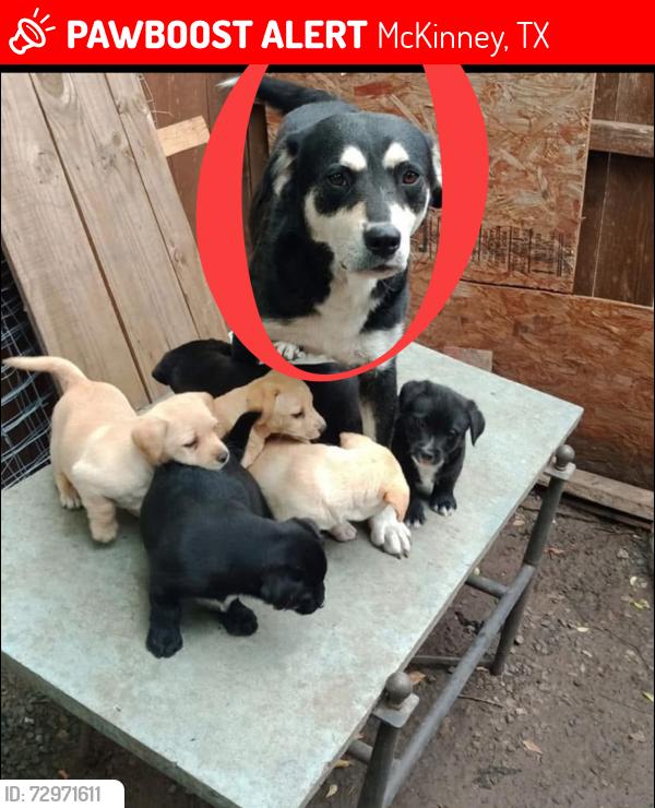 Lost Female Dog last seen Near Hamilton st McKinney Texas , McKinney, TX 75069