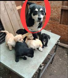 Lost Female Dog last seen Near Hamilton st McKinney Texas , McKinney, TX 75069