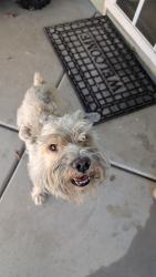 Found/Stray Male Dog last seen Fontana Lewis Library & Technology Center, Fontana, CA 92335