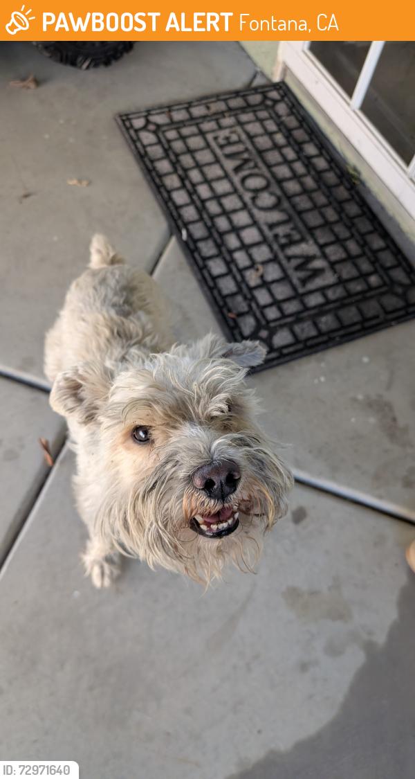 Found/Stray Male Dog last seen Fontana Lewis Library & Technology Center, Fontana, CA 92335