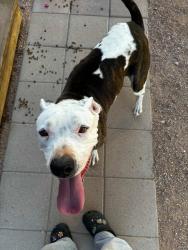Found/Stray Female Dog last seen Mesa area, Mesa, AZ 85201