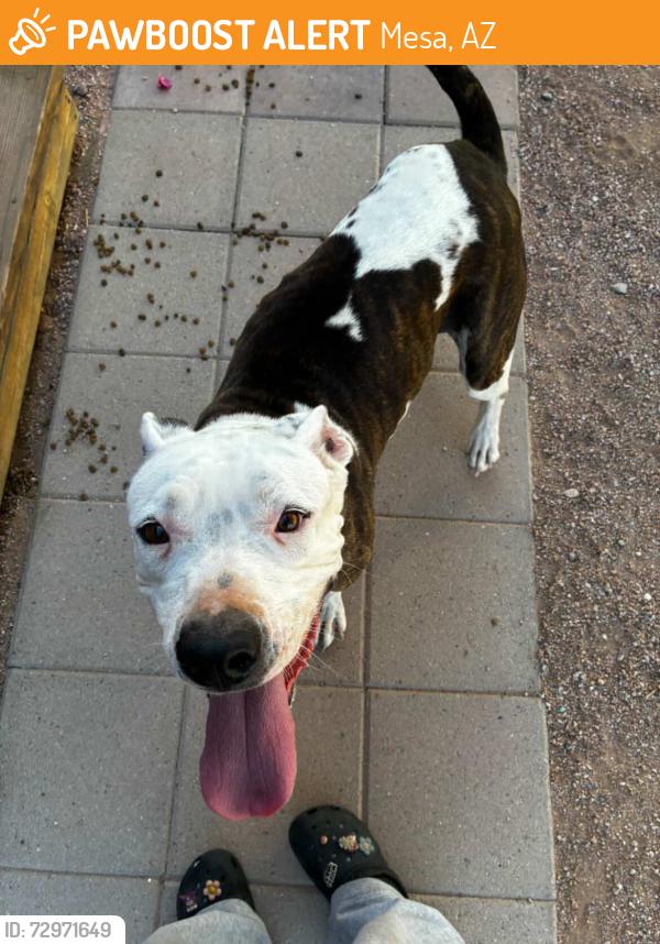 Found/Stray Female Dog last seen Mesa area, Mesa, AZ 85201