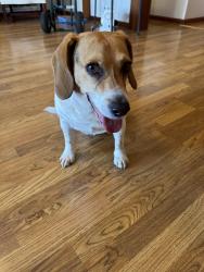 Reunited Male Dog last seen Hwy 34 Dadeville, AL, Dadeville, AL 36853
