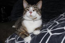 Lost Male Cat last seen Chandon drive Merced ca, Merced, CA 95348