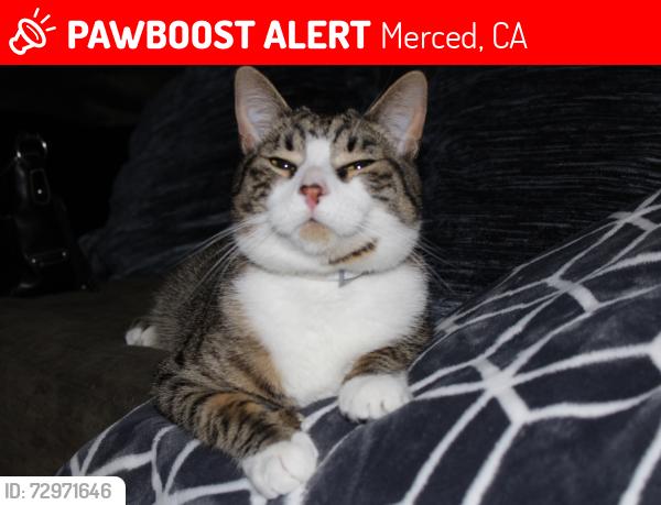 Lost Male Cat last seen Chandon drive Merced ca, Merced, CA 95348