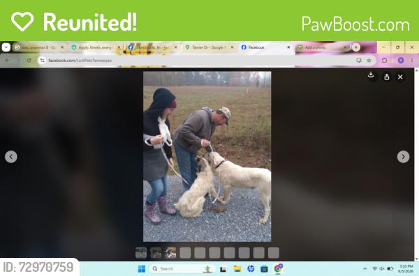 Reunited Male Dog last seen Simerly Creek/Piney Grove, Hampton, TN 37658