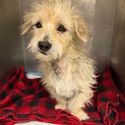 Shelter Stray Unknown Dog last seen , Portland, TX 78374