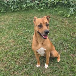 Shelter Stray Female Dog last seen , Norman, OK 73072