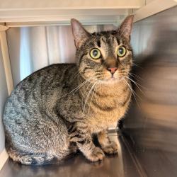 Shelter Stray Male Cat last seen , Norman, OK 73072