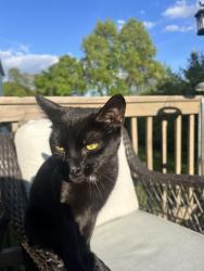 Lost Female Cat last seen East Broad and Swindon St in Blacklick , E Broad St, OH 43213