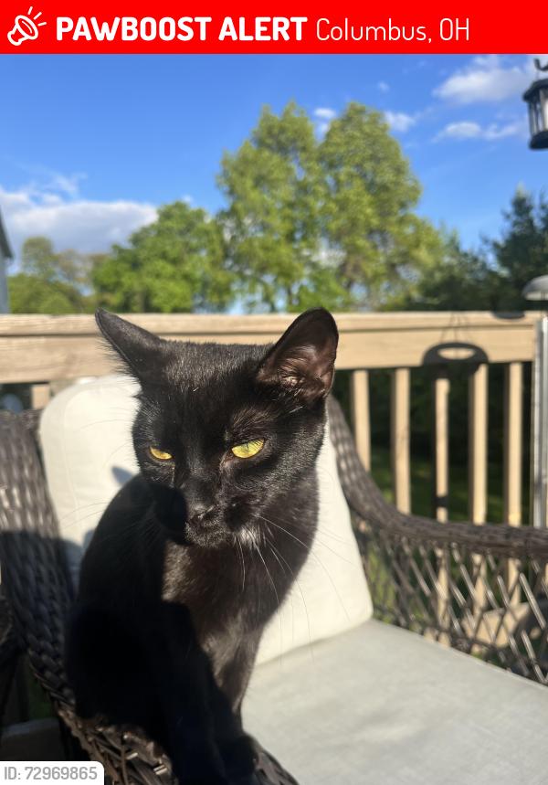 Lost Female Cat last seen East Broad and Swindon St in Blacklick , E Broad St, OH 43213