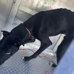 Shelter Stray Male Dog last seen , Greensboro, NC 27409