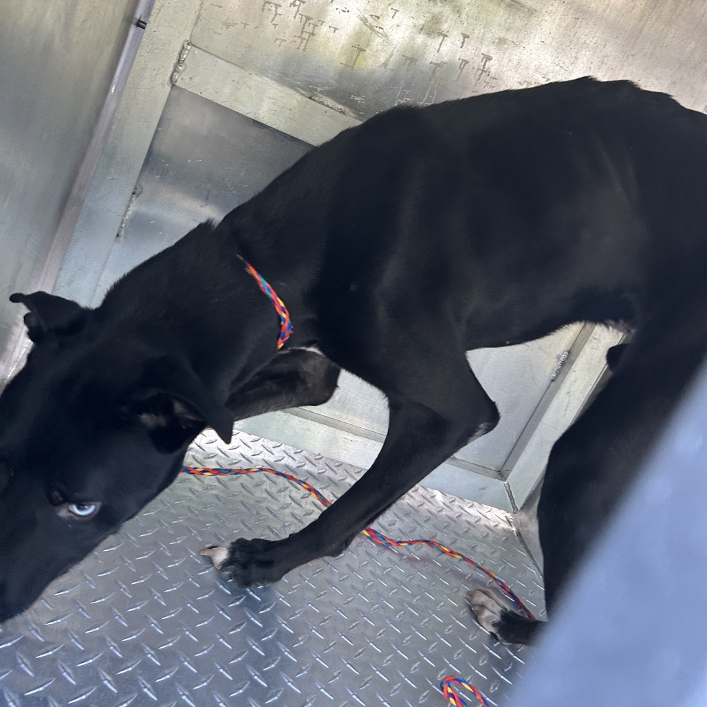 Shelter Stray Male Dog last seen , Greensboro, NC 27409