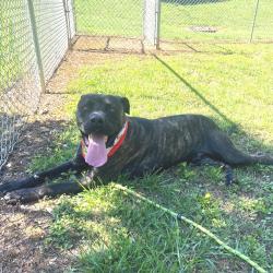 Shelter Stray Male Dog last seen , Greenville, SC 29609