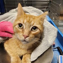 Shelter Stray Male Cat last seen , 328 Furman Hall Rd, Greenville, SC 29609, USA