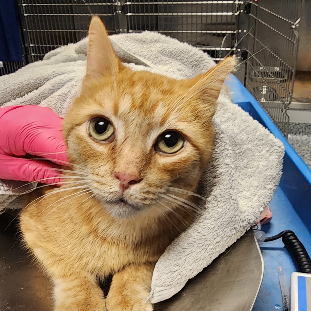 Shelter Stray Male Cat last seen , 328 Furman Hall Rd, Greenville, SC 29609, USA