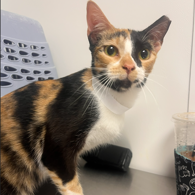 Shelter Stray Female Cat last seen , Hattiesburg, MS 39401