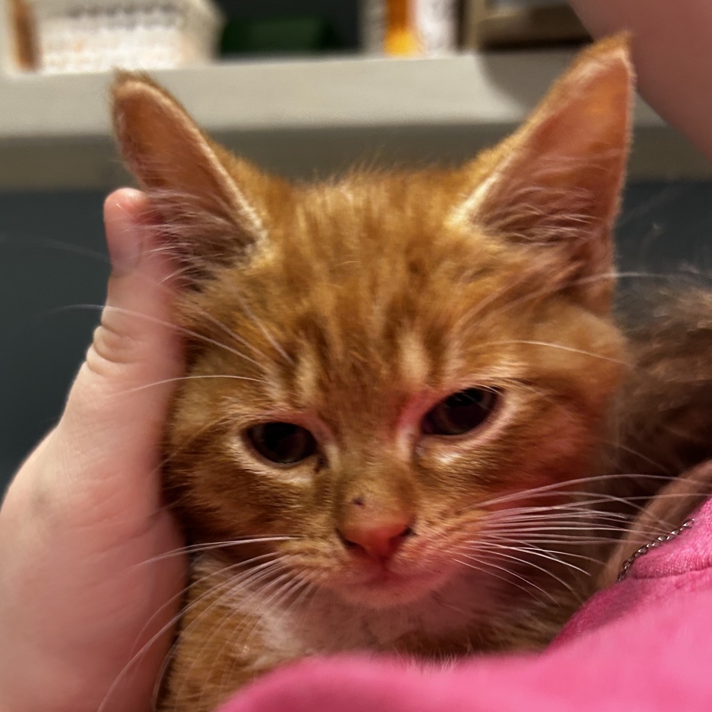 Shelter Stray Male Cat last seen , Red Bank, TN 37415