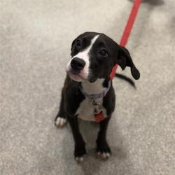 Shelter Stray Female Dog last seen , Jacksonville, FL 32216