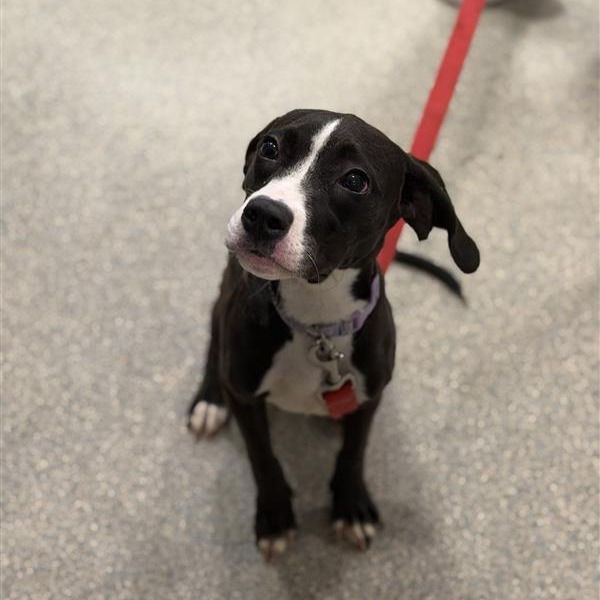 Shelter Stray Female Dog last seen , Jacksonville, FL 32216