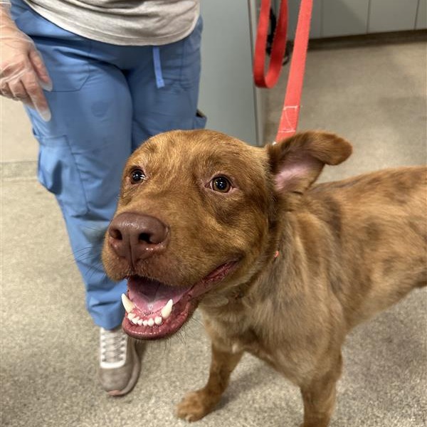 Shelter Stray Male Dog last seen , Jacksonville, FL 32216