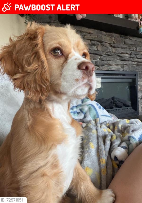 Lost Female Dog last seen Near deer meadows circle, Colorado Springs CO 80925, Colorado Springs, CO 80925