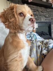 Lost Female Dog last seen Near deer meadows circle, Colorado Springs CO 80925, Colorado Springs, CO 80925