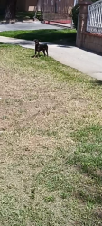 Found/Stray Unknown Dog last seen Philbin Avenue running lose almost got hit by cars, then ran into the street connected to , Riverside, CA 92503