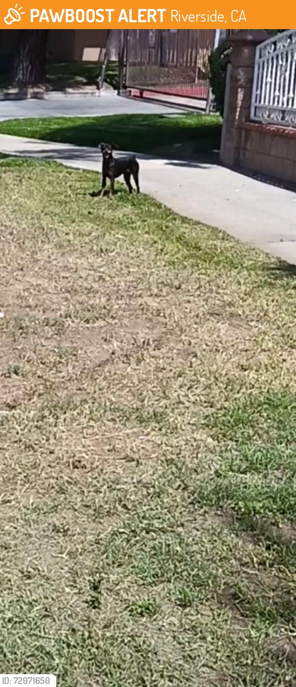 Found/Stray Unknown Dog last seen Philbin Avenue running lose almost got hit by cars, then ran into the street connected to , Riverside, CA 92503