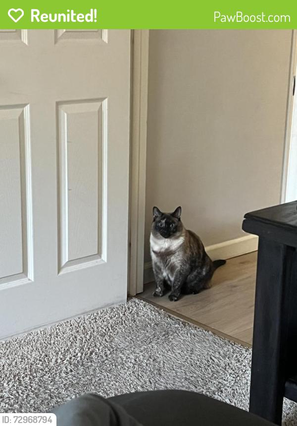 Reunited Female Cat last seen West Flanders Park, Shawnee, KS 66216