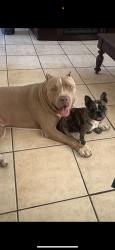 Lost Male Dog last seen Balsam Ave & Bear Valley Rd, Hesperia, CA 92345