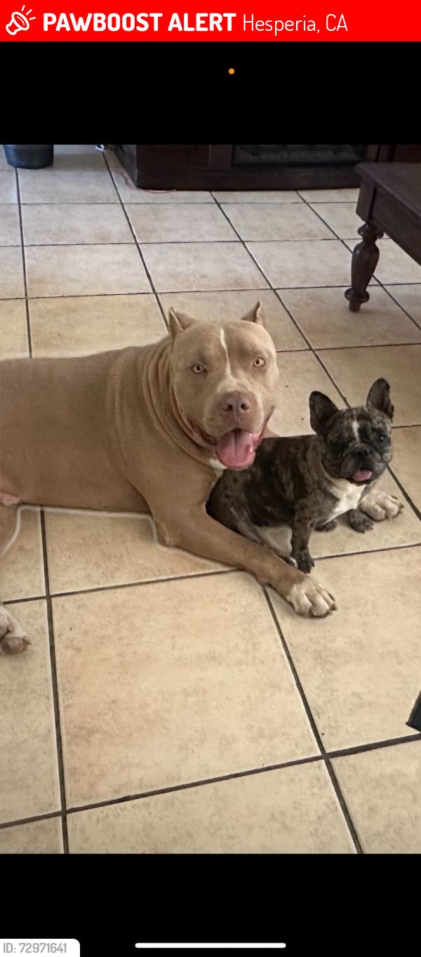 Lost Male Dog last seen Balsam Ave & Bear Valley Rd, Hesperia, CA 92345