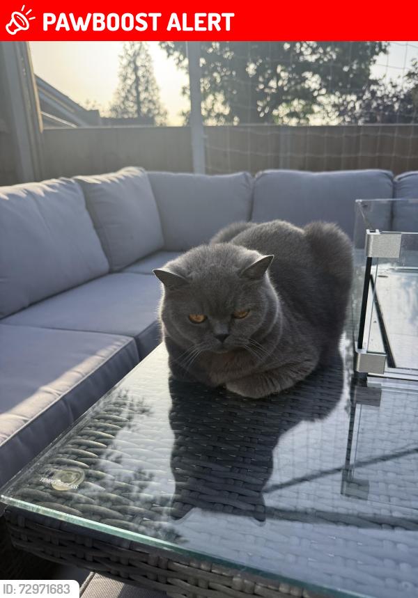 Lost Male Cat last seen Near Morgan close, Greater London, England HA6 3NE