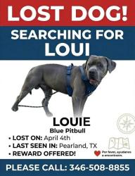 Lost Male Dog last seen Near , Pearland, TX 77584