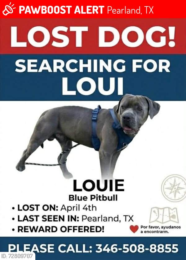 Lost Male Dog last seen Near, Pearland, TX 77584
