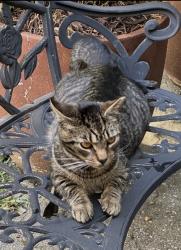 Found/Stray Unknown Cat last seen Carlson Dairy Road Greensboro NC , Greensboro, NC 27410