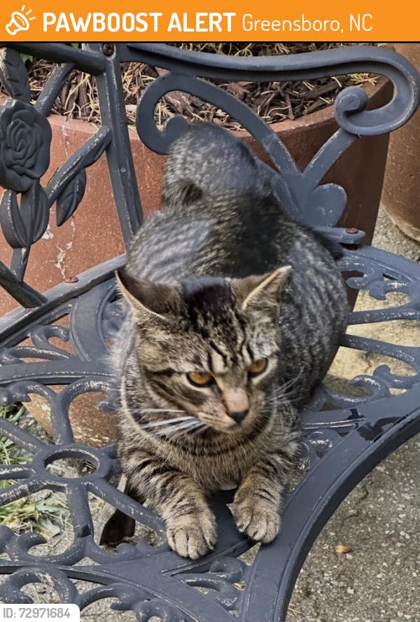 Found/Stray Unknown Cat last seen Carlson Dairy Road Greensboro NC , Greensboro, NC 27410