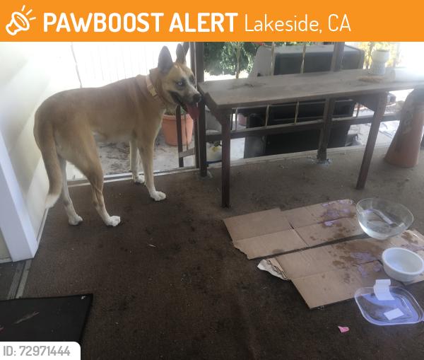 Found/Stray Female Dog last seen MIRA VISTA MOBILE ests     LAKESIDE, Lakeside, CA 92040