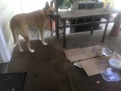 Found/Stray Female Dog last seen MIRA VISTA MOBILE ests     LAKESIDE, Lakeside, CA 92040