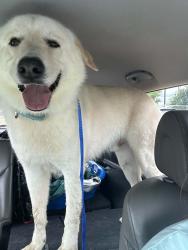 Reunited Male Dog last seen Wagley Robert’s , Fort Worth, TX 76131