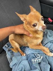 Found/Stray Male Dog last seen Telge, Huffmeister, Houston, TX 77429
