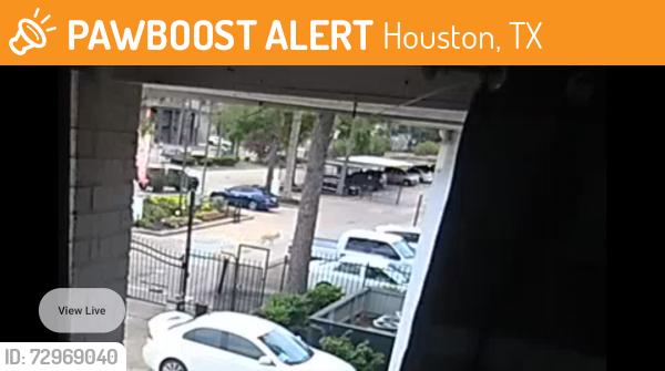 Found/Stray Unknown Dog last seen Near corners north apmts , Houston, TX 77080