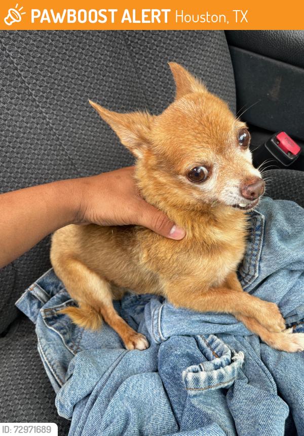 Found/Stray Male Dog last seen Telge, Huffmeister, Houston, TX 77429