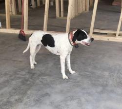 Reunited Female Dog last seen Hunter Ridge subdivision, traveled Turkey Pen Gap to Vineyard Loop, Mills River, NC 28759