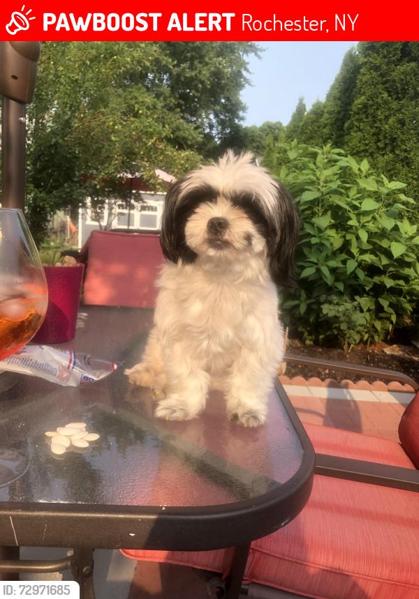 Lost Female Dog last seen Jay St and Mt. Read Blvd, Rochester, NY 14606